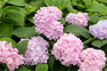 Hydrangeas