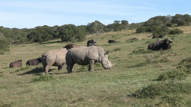 Two white rhinos grazing next to buffalos that are resting on the green grass.