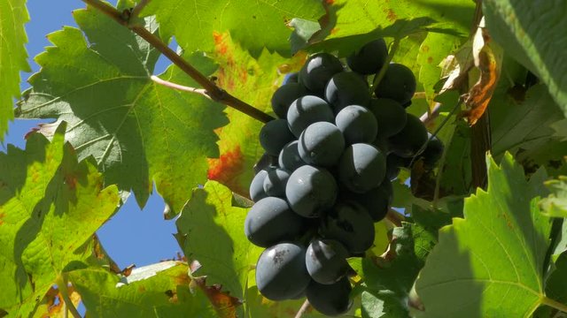 Tasty fruit hidden in the grapevines 4K 2160p UHD long video - Autumn fruit hidden in vines 4K 3840X2160 UJD footage 