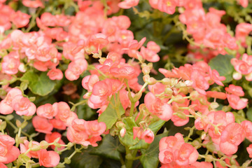 Begonias flower