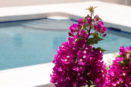 Fototapeta Bougainvillea and turquoise pool