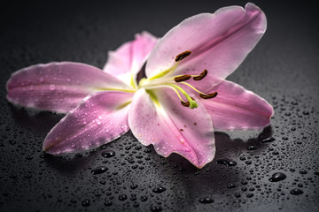 Fototapeta na wymiar Flower, lily, close-up, macro. 