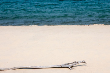 Beach in Placencia, Belize with drift wood