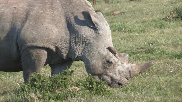 Medium close up white rhino grazing on wild grass in Africa.