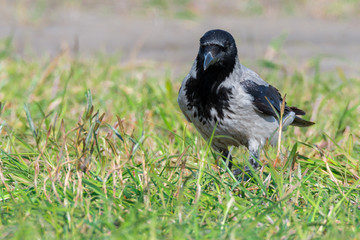 Nebelkrähe (Corvus conix) auf einer Feuchtwiese
