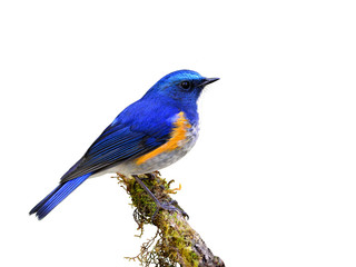 Male of Himalayan bluetail or Orange-flanked bush-robin (Tarsige