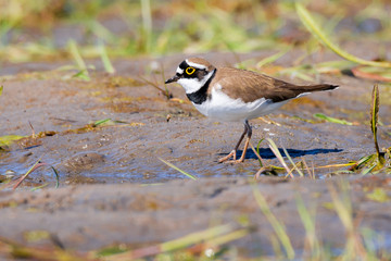 Flussregenpfeifer (Charadrius dubius) an einem Tümpel