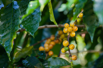 Close up Coffee cherries or coffee bean ripening on tree