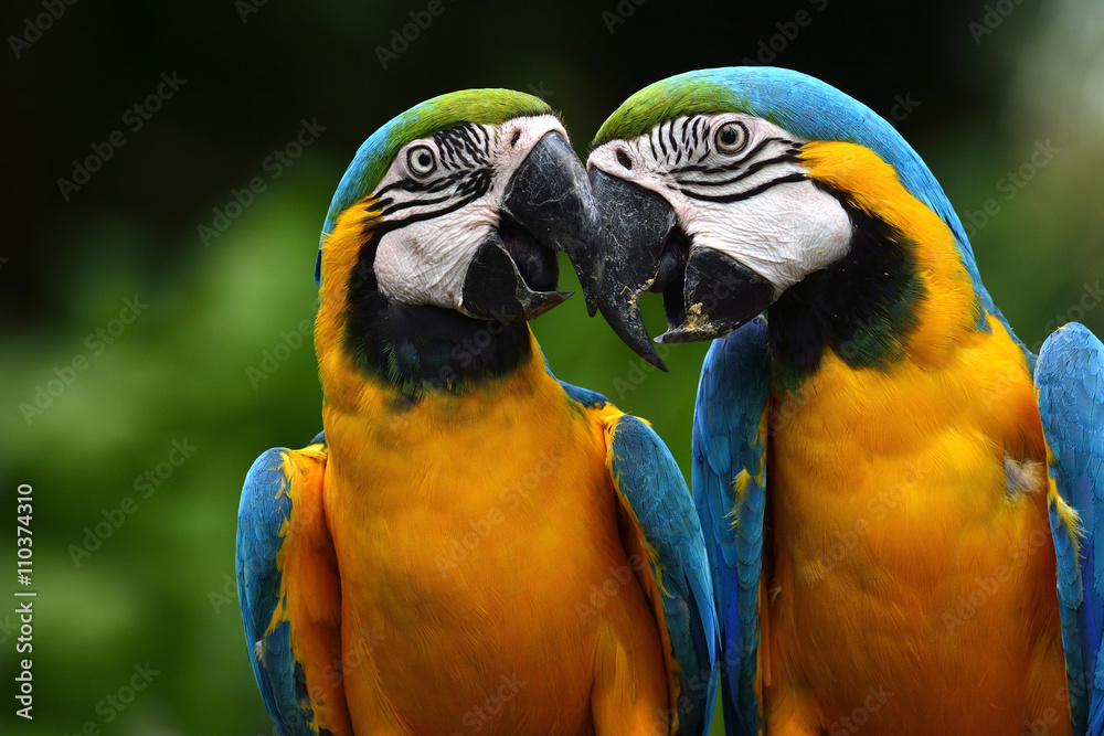 Canvas Prints Pair of lovely blue-and-yellow macaw parrot birds (Ara ararauna)