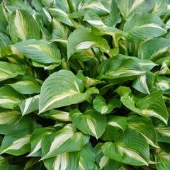 Obraz premium Green and white leaves of hosta plants