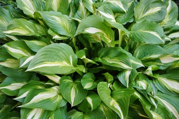 Green and white leaves of hosta plants