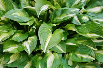 Green and white leaves of hosta plants