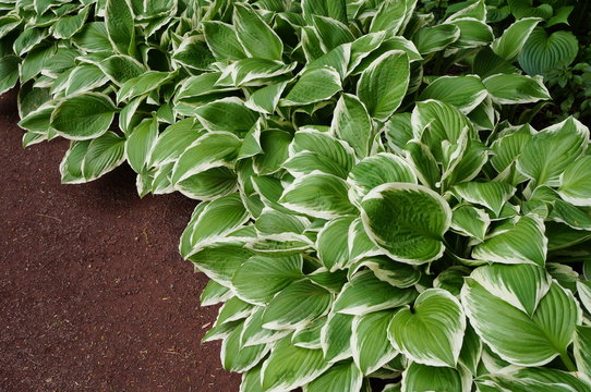 Border of green hosta plants in the shade garden