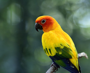 Sun parakeet or sun conure (Aratinga solstitialis) the lovely ye
