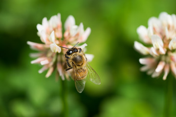 蜜蜂とシロツメグサ