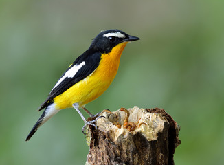 Yellow-rumped flycatcher (Ficedula zanthopygia) the beautiful ye