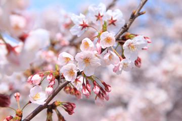 Cherry blossom in Tokyo