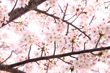 Cherry blossom in Tokyo