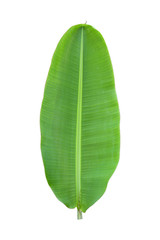Banana leaf