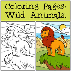 Obraz premium Coloring Pages: Wild Animals. Cute beautiful lion stands on the