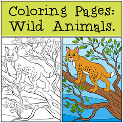 Naklejka premium Coloring Pages: Wild Animals. Little cute lynx stands on the tre