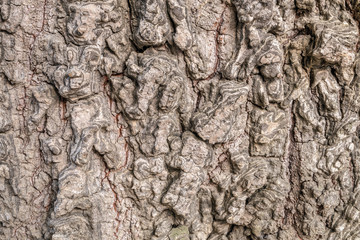  the surface of the bark.