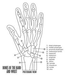 Naklejka premium Bones of the hand and wrist anatomy