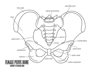 Female Pelvis Bone anatomy - obrazy, fototapety, plakaty