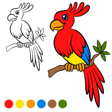 Coloring page. Color me: parront. Little cute parrot sits on the