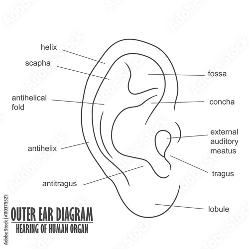 Ear Diagram Download - Human Anatomy