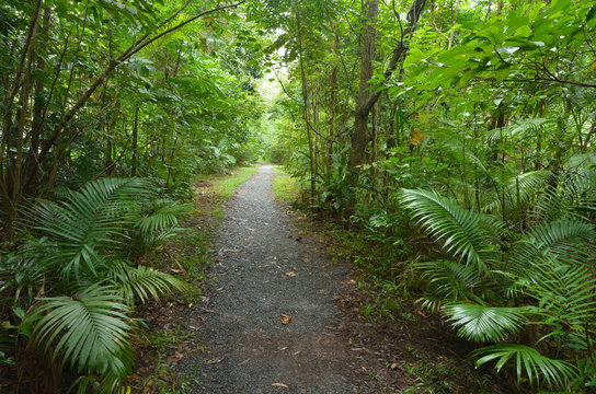 Empty path in Daintree National Park Queensland, Australia