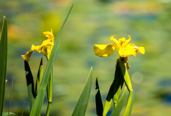 Blooming at Green Lake