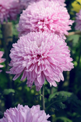 Chrysanthemum flowers