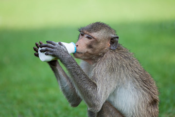 Obraz premium Monkey drinking milk in the park in sunny day