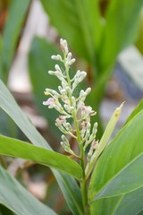 Obraz premium galanga flower in nature garden