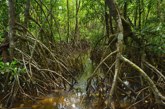 Wild landscape of Australian mangroves in Daintree National Park