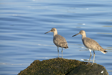 Pair of Stilt Sandpipers standing on a rock