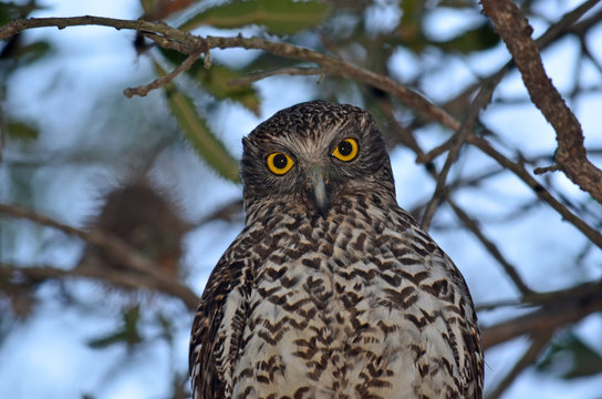 Curious big yellow eyes of an Australian Powerful Owl (Ninox strenua) perched in a tree