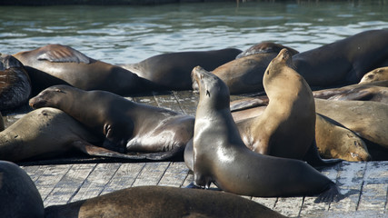 Fototapeta premium Sea Lions on wood piers