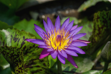 Violet lotus flower