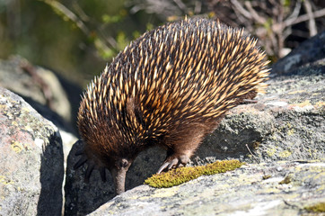 Australian Echidna searching for ants on sandstone boulders