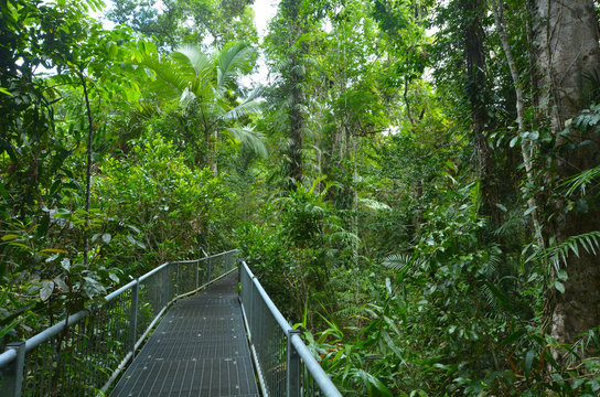 Path in Daintree National Park Queensland, Australia