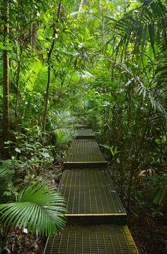 Path in Daintree National Park Queensland, Australia