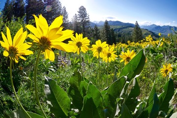 Backlit Yellow Flowers in Alpine Meadows. Balsam Root (Arnica) on Patterson Mountain, Washington, USA. 