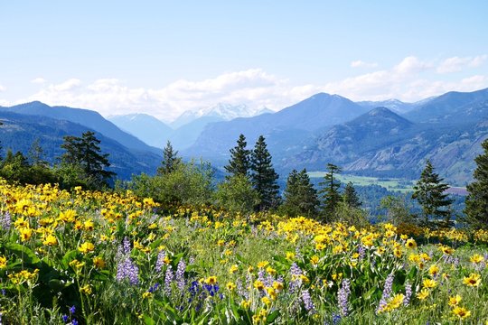 Alpine Meadows Filled with Yellow and Blue Wild Flowers and Snow Capped Mountains.