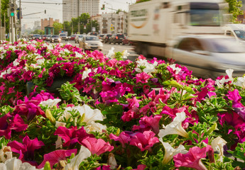 Fototapeta na wymiar field petunias in the city
