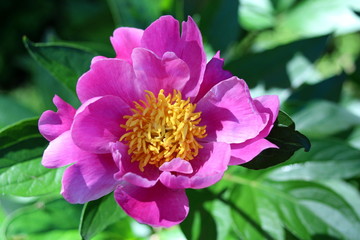 Obraz premium シャクヤク