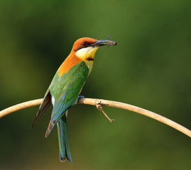 Chestnut-headed bee-eater (Merops leschenaulti) beautiful orange