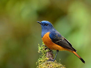 Fototapeta premium Exotic blue bird, the Blue-fronted Redstart (Phoenicurus frontal