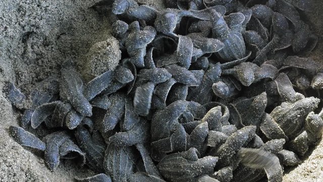 Sea turtles hatching from nest on sandy beach. Trinidad; Trinidad and Tobago